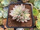 Echeveria 'Mebina' Variegated 2" Cluster Succulent Plant