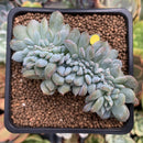 Echeveria 'Elegans Potosina' Crested 2" Succulent Plant