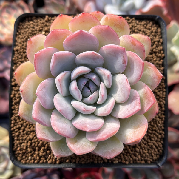 live echeveria succulents for sale online free shipping Echeveria sp. 3"-4" Succulent Plant – True Succulents Plant Co