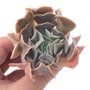 Echeveria 'Swan Lake' 1"-2" Succulent Plant