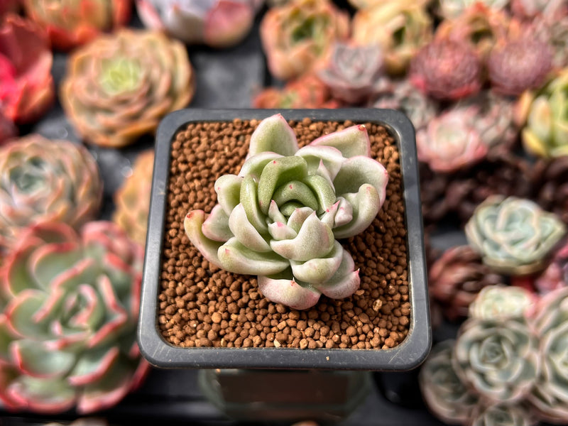 succulents st louis Echeveria Agavoides 'Saint Louis' Variegated 1