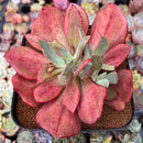 Echeveria 'Diamond State' Variegated 6"-7" Succulent Plant