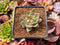 Echeveria Agavoides 'Cass' 2" Succulent Plant