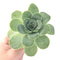 Greenovia Diplocycla Var. Gigantea 3" Succulent Plant