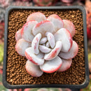 Echeveria 'Laui' 2" Powdery Succulent Plant