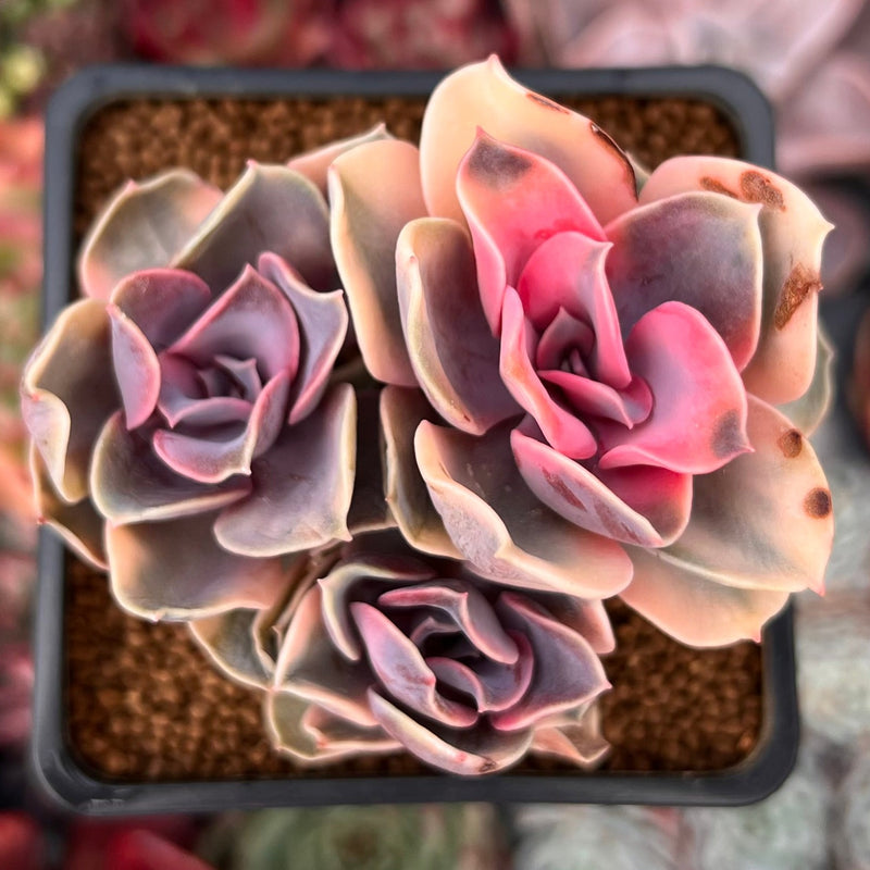 Echeveria 'Rainbow' Variegated Cluster 2