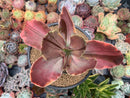 Echeveria 'Fimbriata' Variegated AKA 'Fasciculata' 5" Succulent Plant