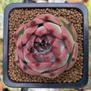 Echeveria 'Casio' 1" Succulent Plant