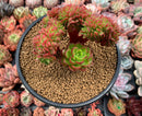 Sedeveria 'Letiza' Crested Cluster 4"-5" Succulent Plant