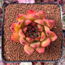 Echeveria Agavoides sp. 2" Succulent Plant