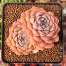 Echeveria 'Charlesrose' 2"-3" Succulent Plant