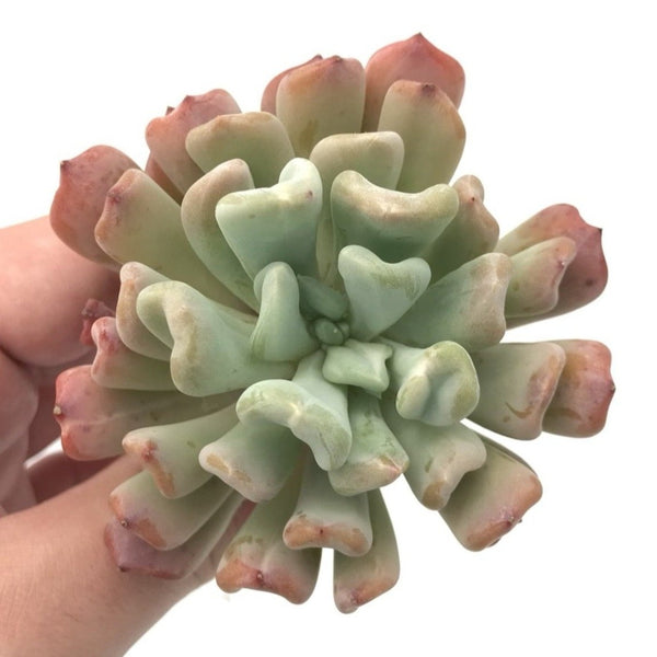 francesco baldi succulent Graptosedum Francesco Baldi Lightly Variegated 2"-3" Rare Succulent Pl –  True Succulents Plant Co
