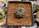 Echeveria 'Scorpio' 1" Succulent Plant