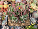 Echeveria 'Black Hawk' 3" Cluster Succulent Plant