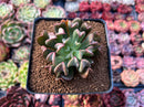 Echeveria 'Black Hawk' 2" Succulent Plant