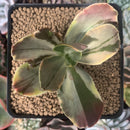 Echeveria 'Fimbriata' Variegated AKA 'Fasciculata' 3"-4" Succulent Plant