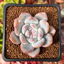 Echeveria 'Orange Monroe' 2" Succulent Plant