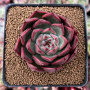 Echeveria 'Red Lance' 2"-3" Selected Clone New Hybrid Succulent Plant