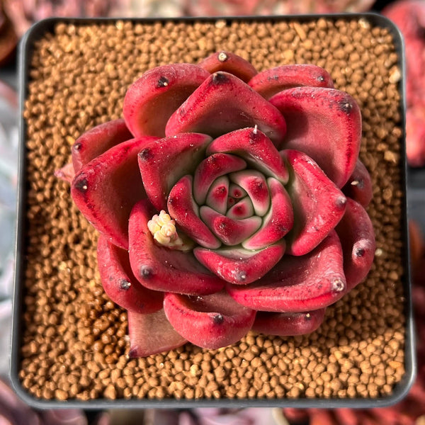 Echeveria Agavoides 'Blood Queen' 3" New Hybrid Succulent Plant