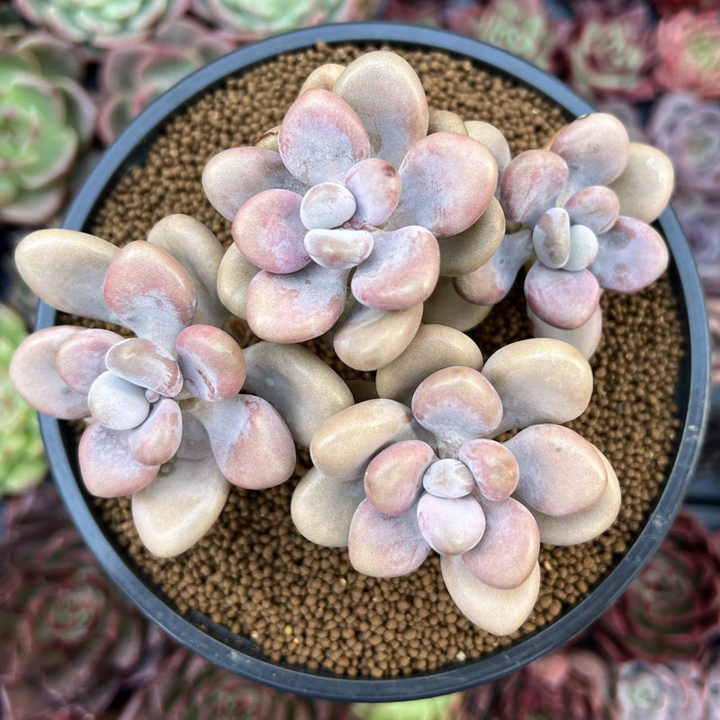 amethystinum succulents Graptopetalum 'Amethystinum' 3” Cluster Succulent Plant – True Succulents  Plant Co