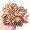 Echeveria Agavoides Forsythia Cluster 3” Rare Succulent Plant