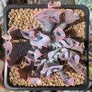 Echeveria 'Trumpet Pinky' 2"-3" Succulent Plant
