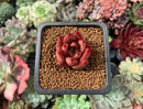 Echeveria Agavoides 'Romeo' 1/2" Small Succulent Plant