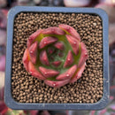 Echeveria Agavoides 'Red Giro' 1" Small Succulent Plant