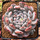 Echeveria 'Viyant' 3" Succulent Plant