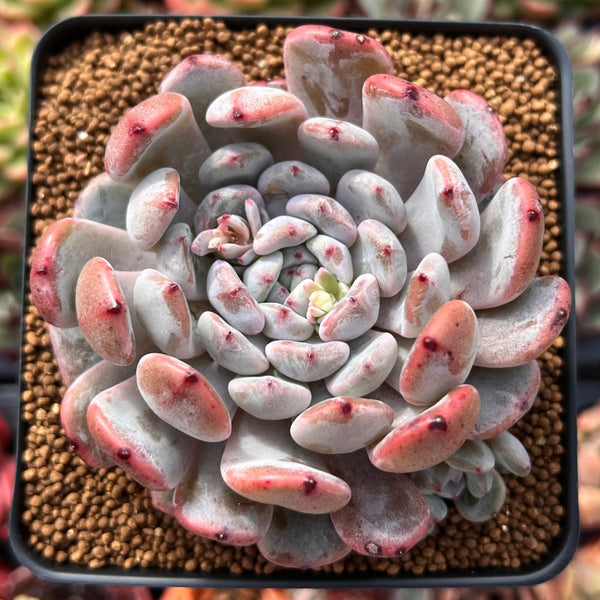 洋書 ECHEVERIA CULTIVARS 図鑑 Echeveria 'Viyant' 3