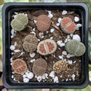 Collection of Lithops 2" (x9 Lithops) Succulent Plant