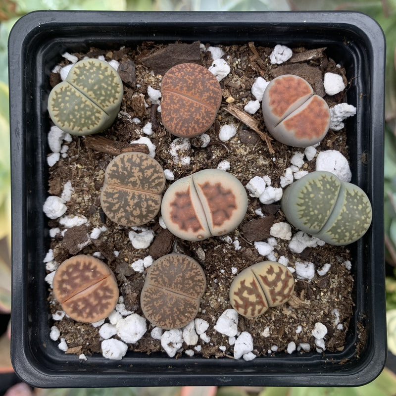 are lithops succulents Collection of Lithops 2" (x9 Lithops) Succulent Plant – True Succulents  Plant Co