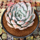 Echeveria 'Laui' x 'Lindsayna' 4" Powdery Succulent Plant