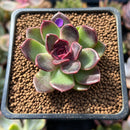 Echeveria 'Fushike' 1" Succulent Plant