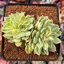 Echeveria 'Pansy' Crested 3" Succulent Plant