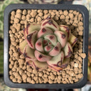 Echeveria Agavoides 'Bordeaux' 1" New Hybrid Succulent Plant