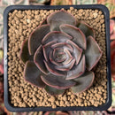 Echeveria 'Renoir' 2" Succulent Plant