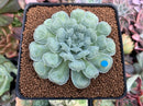 Echeveria 'Hearts Choice' 2"-3" Succulent Plant