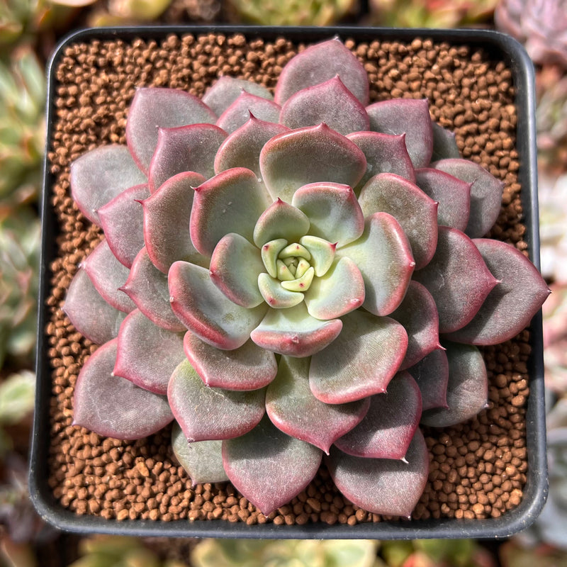 cindy succulents Echeveria 'Cindy' 2"-3" Succulent Plant – True Succulents Plant Co