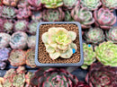 Sedeveria 'Rolly' Variegated 1" Succulent Plant
