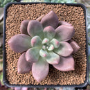 Echeveria 'Valentine' 3" Succulent Plant