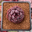 Echeveria 'Black Smoke' 1" New Hybrid Succulent Plant