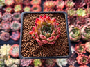 Echeveria Agavoides 'Sarabony' 1" Selected Clone Succulent Plant