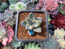 Echeveria 'Tremolo' 1" Succulent Plant