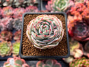 Echeveria 'Captain Hayes' 1"-2" Succulent Plant
