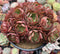 Echeveria 'Yangjin' Cluster 5" Succulent Plant