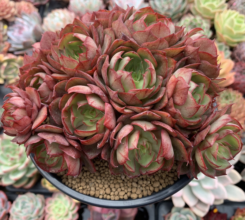 succulent plant eugenin Echeveria 'Yangjin' Cluster 5" Succulent Plant – True Succulents Plant Co