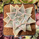 Echeveria 'Madiba' 2"-3" Succulent Plant