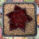 Echeveria Agavoides 'Luming' 2" Succulent Plant