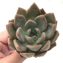 Echeveria 'Zenith' New Hybrid 2"-3" Rare Succulent Plant